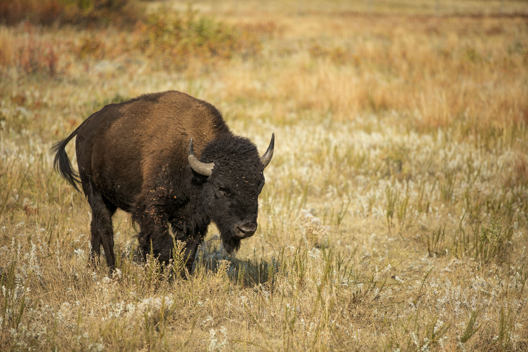 Buffalo Roundup Preview